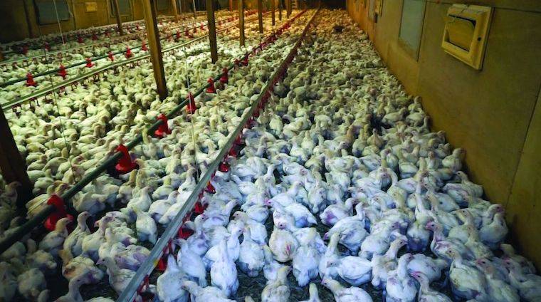 inhumane warehouse
