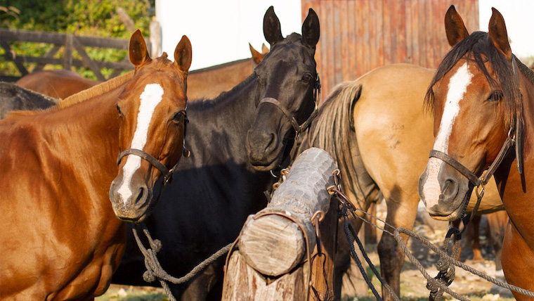 Argentinian Horses