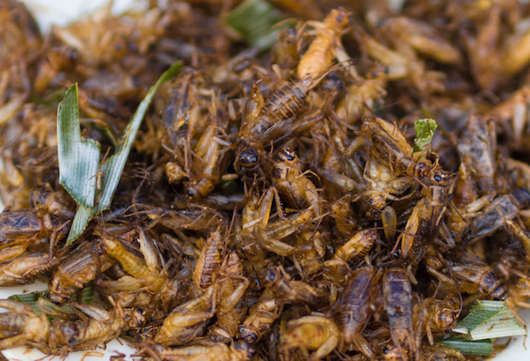 fried Crickets