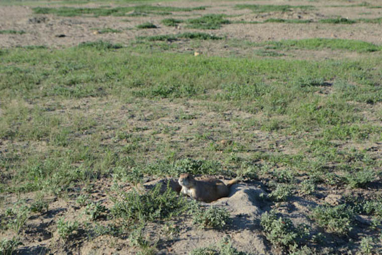 Prairie Dog town