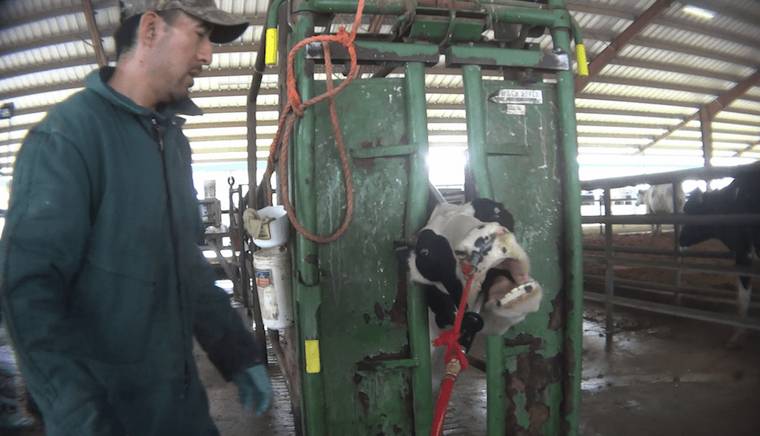 organic dairy cow