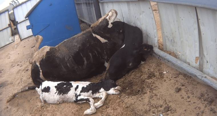 dead cow and calf