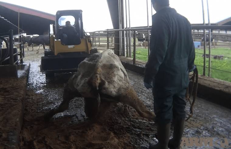 organic cow manure