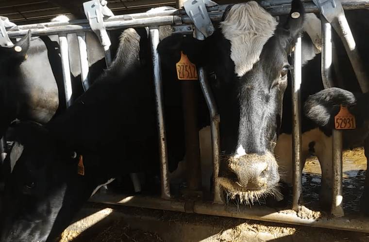 organic dairy cruelty