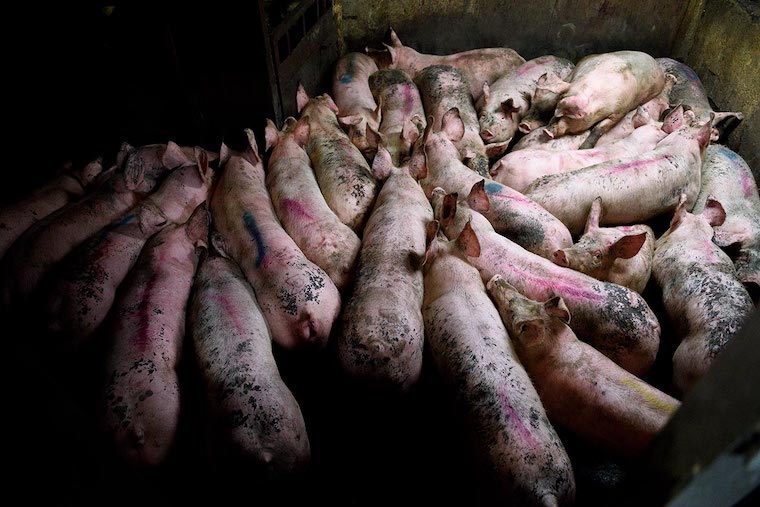 industrial Pig farm