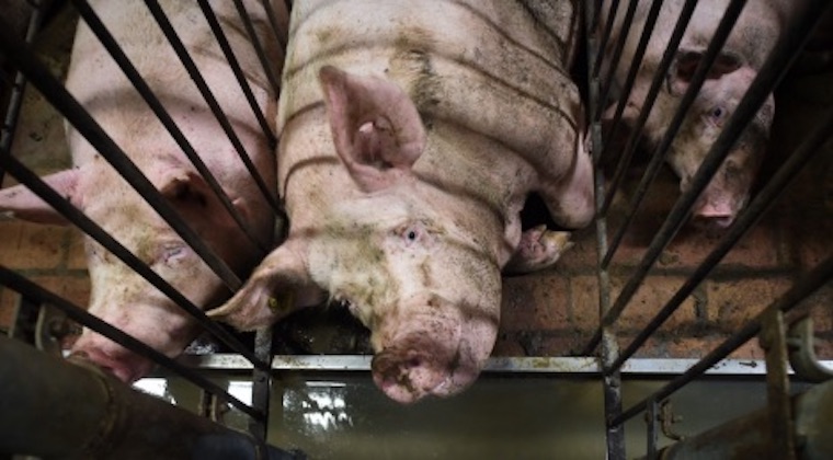 Sow stalls