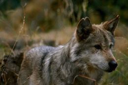 Mexican Wolf
