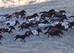 wild Horses