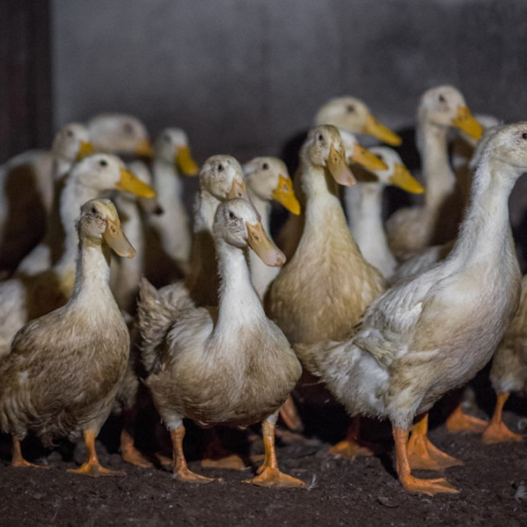 Pekin Ducks