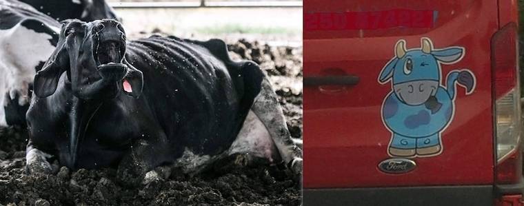 mourning Cow
