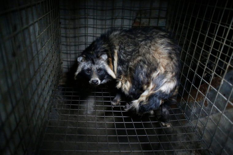 Raccoon Dog