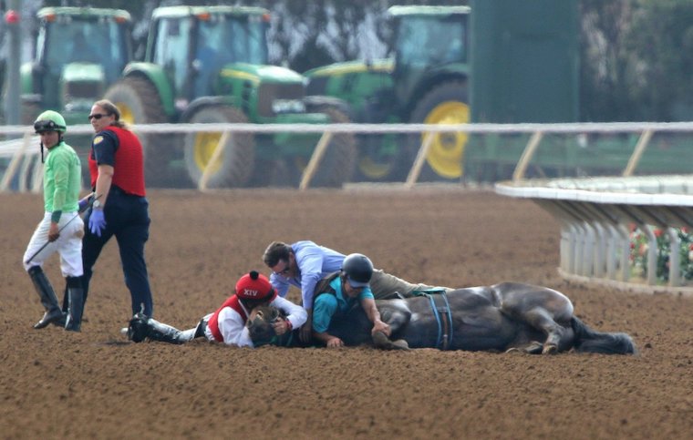 dying racehorse