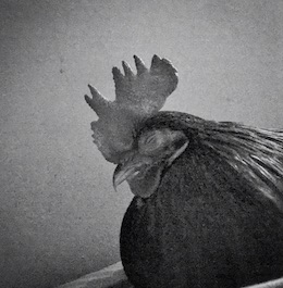 Rooster Lilliput