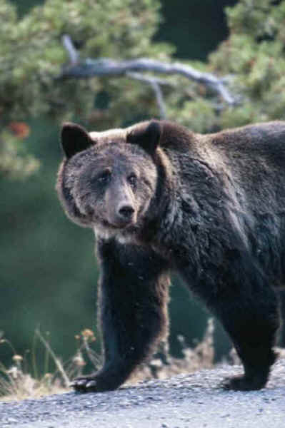 grizzly bear Jim Robertson