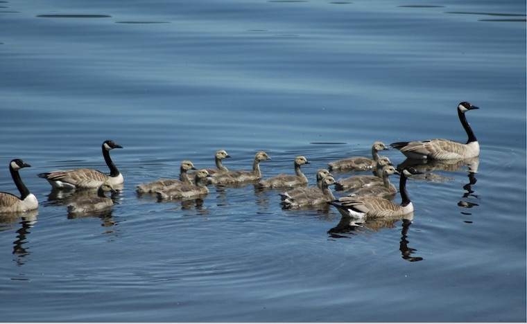 Canada Geese