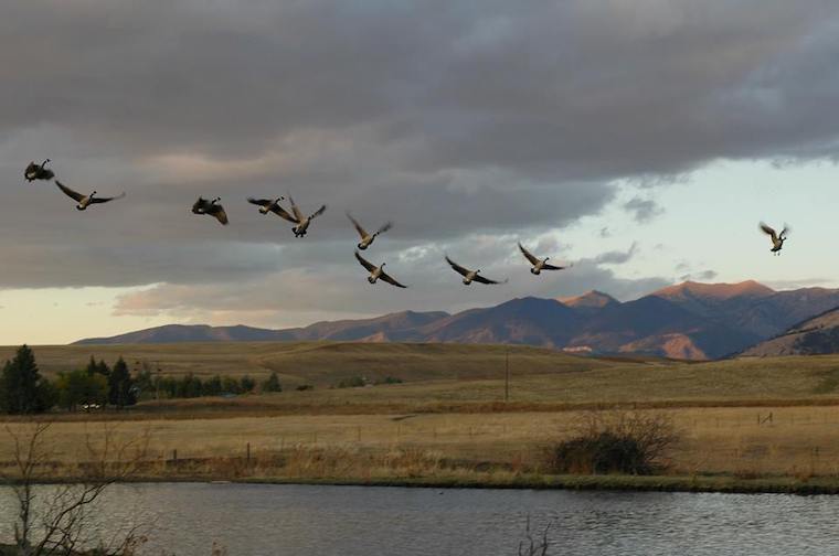 Canada Geese