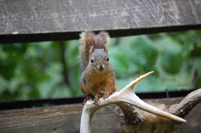 Animals in the Wild Jim Robertson wildlife photography