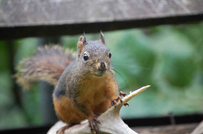 Animals in the Wild Jim Robertson wildlife photography