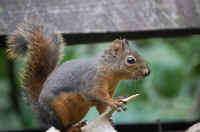 Animals in the Wild Jim Robertson wildlife photography