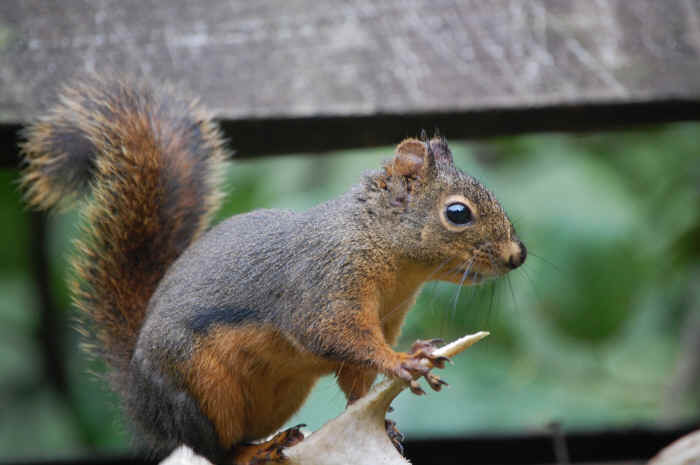 Animals in the Wild Jim Robertson wildlife photography