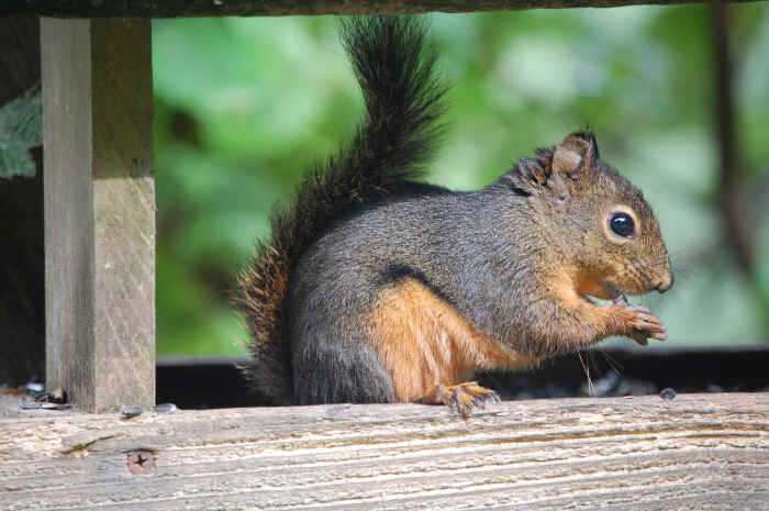 Animals in the Wild Jim Robertson wildlife photography