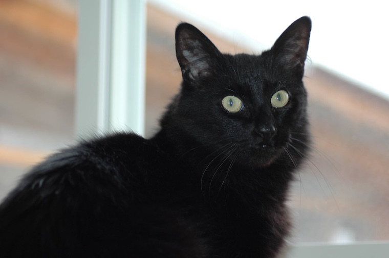Cat Winnie