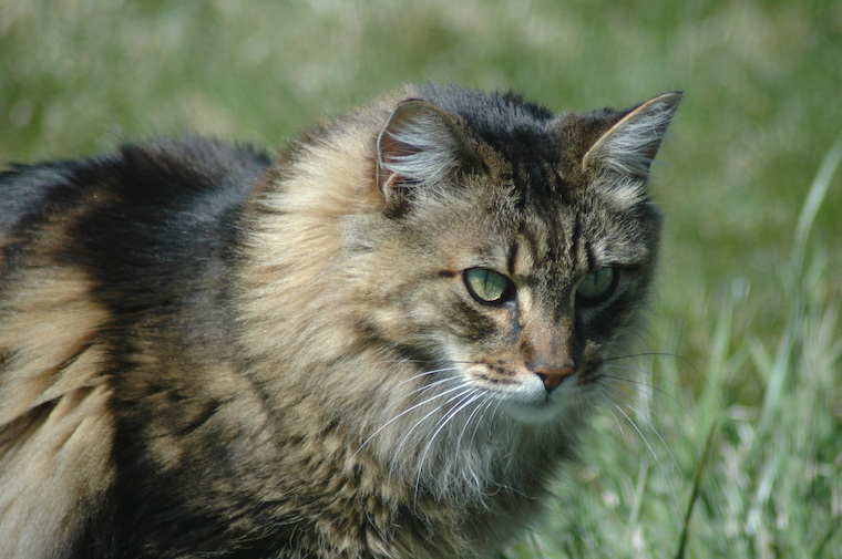 Cat Tigger
