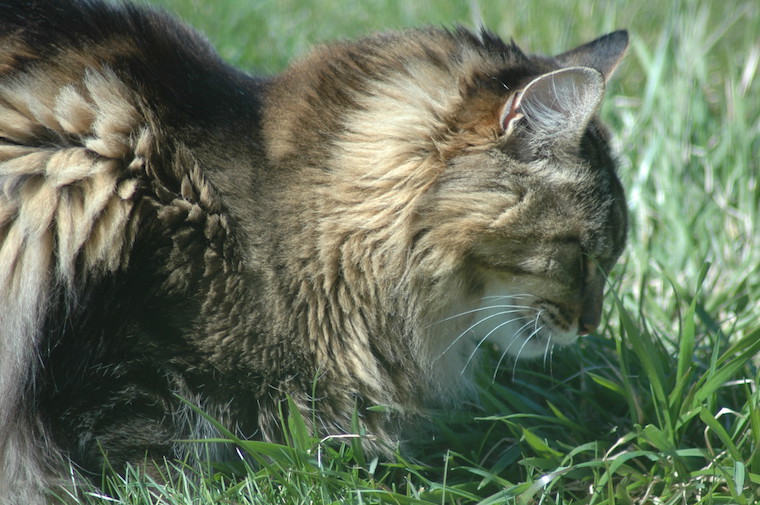 Cat Tigger