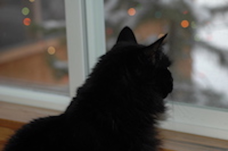 Cat Winnie