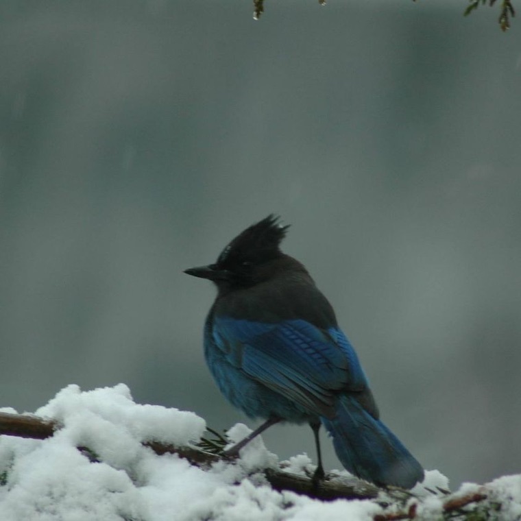 Stellar's Jay