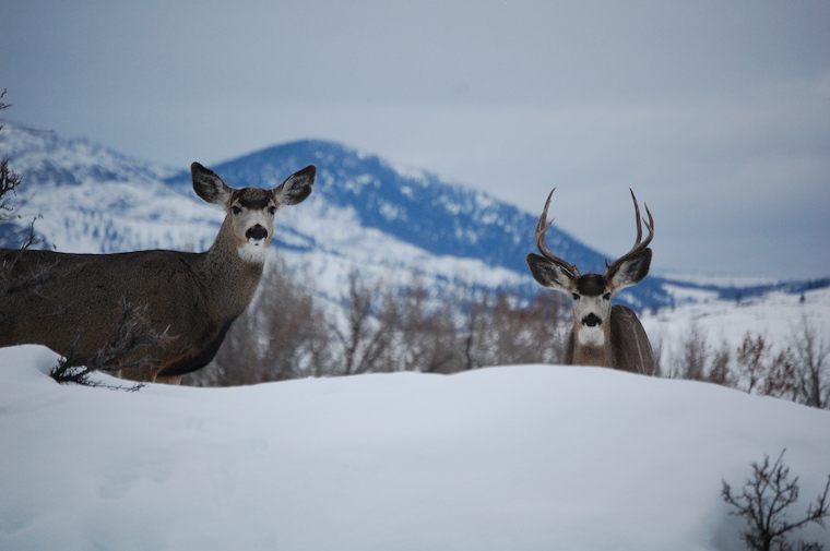 Mule Deer