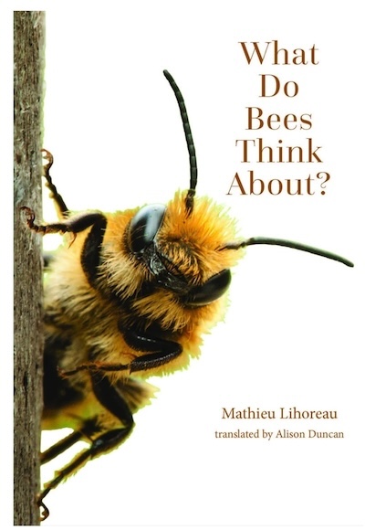 bee cognition