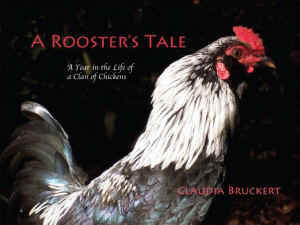 rooster tale clan chickens