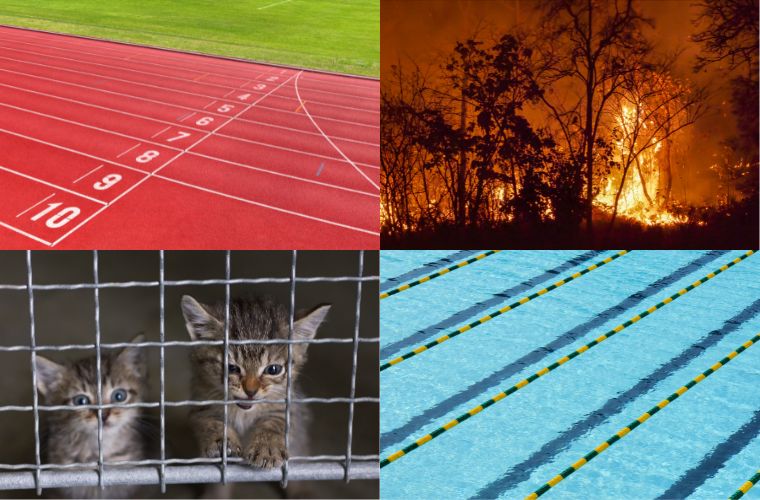 image track, pool, kittens in a cage, and wildfire