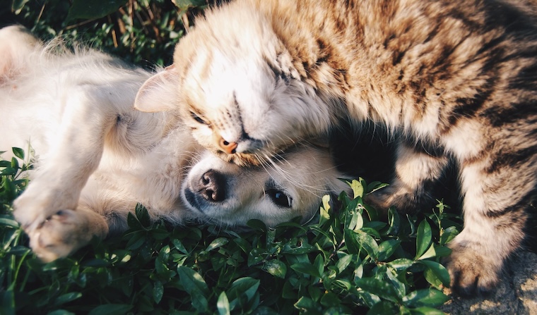 Puppy and Kitten