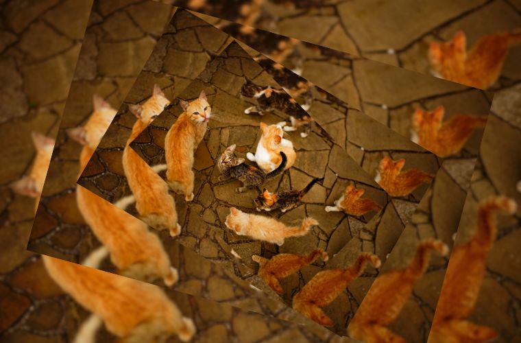 same photo of cats repeating in a spiral pattern