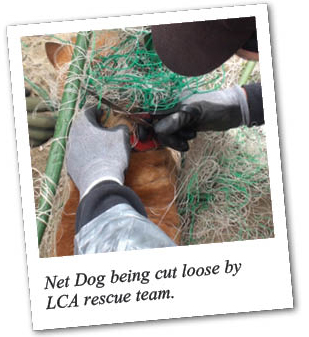 dog being saved from net