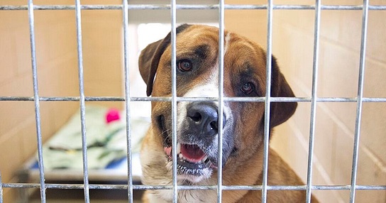 shelter Dog