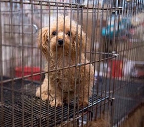caged Puppy