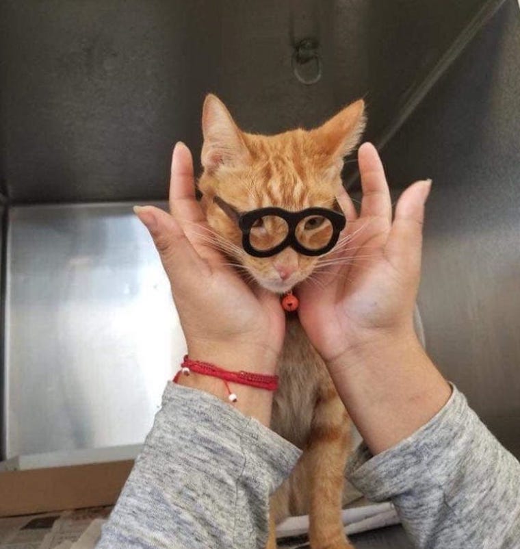 Cat Mr. Pickles