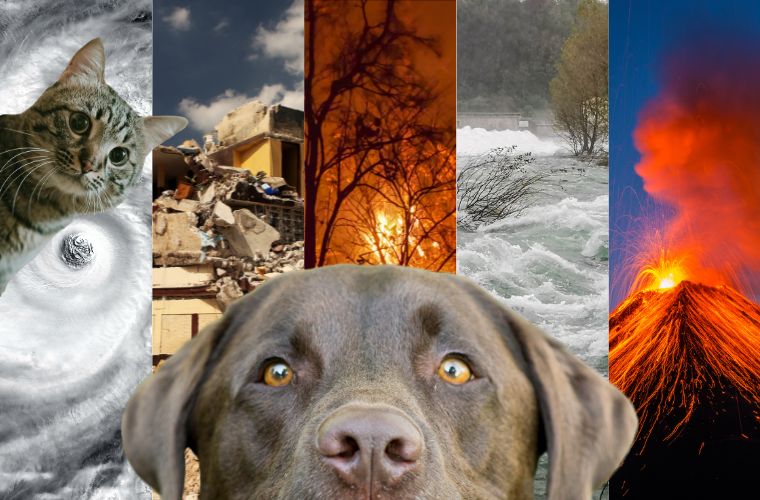 natural disaster images and cat and dog