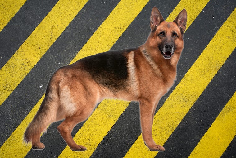 German Shepherd
