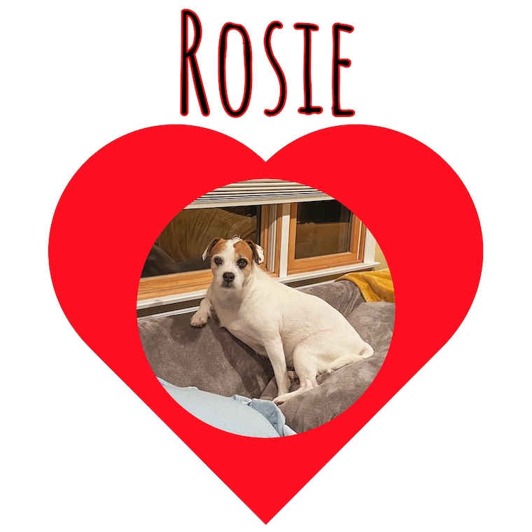 Dog Rosie