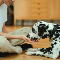 person and dog