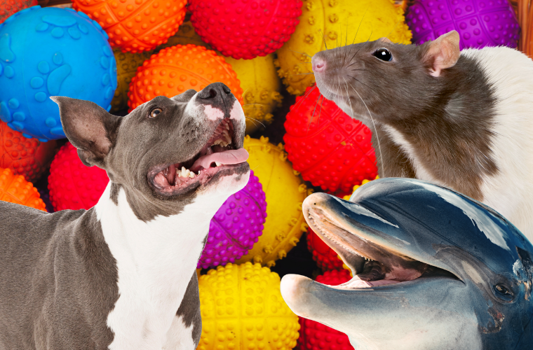 dog, dolphin, rat, and dog doys