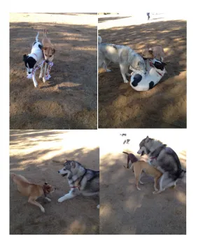 dogs playing