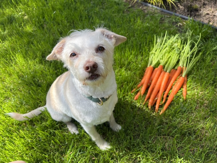 happy vegan dog