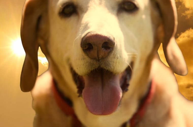 image of sunny sky and dog panting