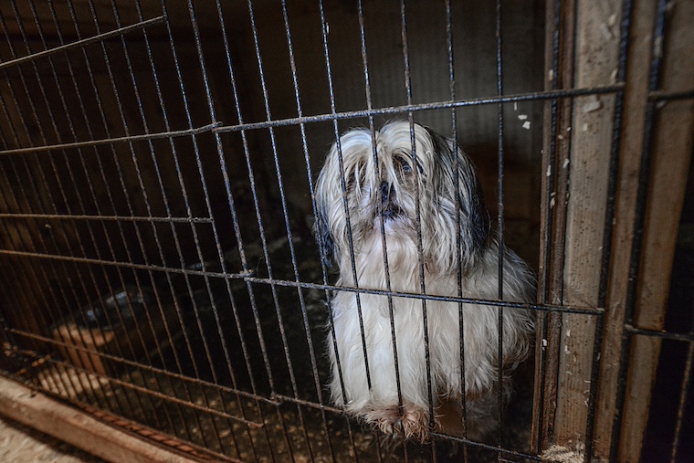 dog in cage at puppy mill