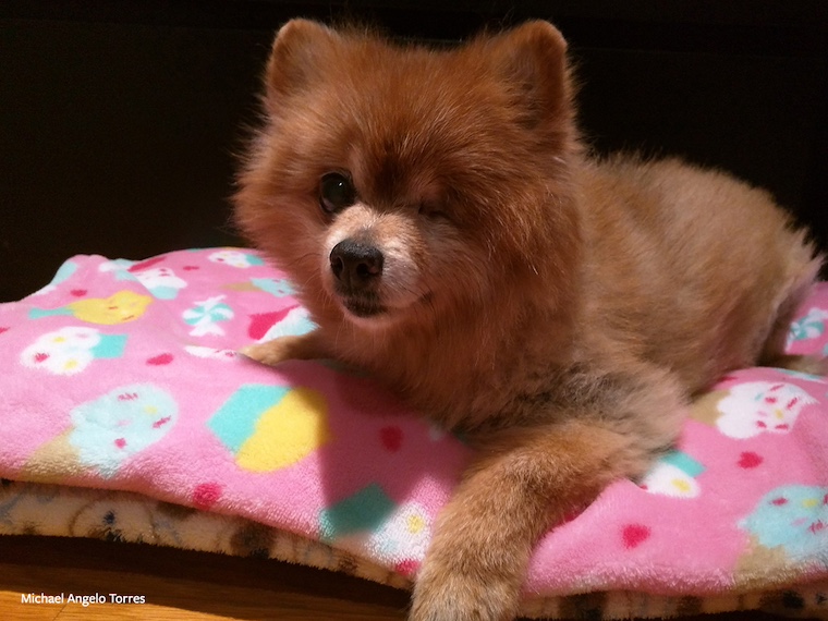 Delilah the Pomeranian